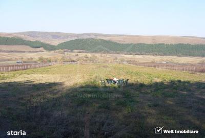 Teren de 10800 mp, în Căpușu Mare - 2