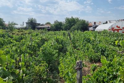 Teren Construcții intravilan de 1600 mp, în Varnița - 2