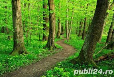 Teren de 500 mp, în Săbăreni - 3