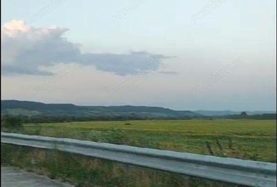 Teren de 500000 mp, în Borăscu - 5