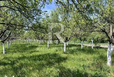 Casă cu 1 camere cu Teren 3000 Mp în Copăcel - 6