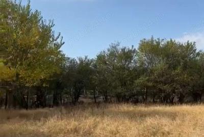 Vanzare teren intravilan cornatelu dambovita - 2