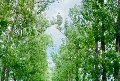 Teren rezidential langa lac Snagov in Silistea Snagovului iesire A3 - 7