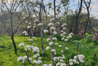 Casă cu 2 camere cu Teren 970 Mp în Central