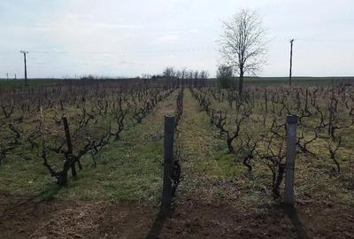 Casă cu 4 camere cu Teren 3210 Mp în Constantinești - 3