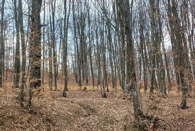 Teren de 30000000 mp, în Exterior Vest - 1