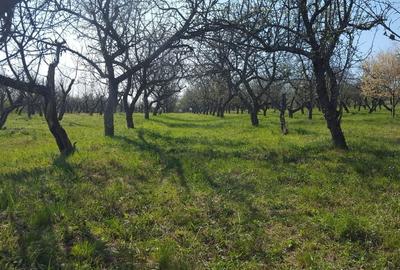 Teren de 6200 mp, în Dumitra - 4