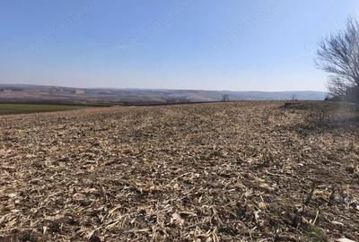 Teren de 6500 mp, în Grănicești - 3