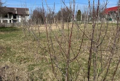 Teren de 1100 mp, în Bârnova - 5