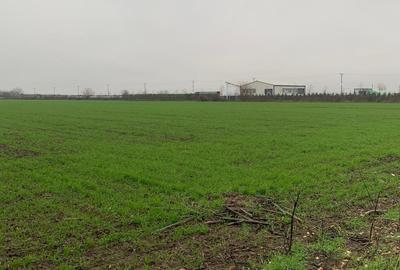 DJ200 Dascalu  Suprafata Compacta  4, 4 Hectare (20eur/mp)Teren Intravilan Mixt - 2