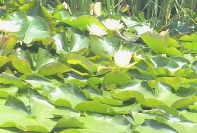 Teren Construcții intravilan de 900 mp, în Snagov - 7