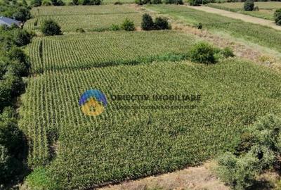 Teren intravilan 3866 mp Dumbrava Rosie - 2