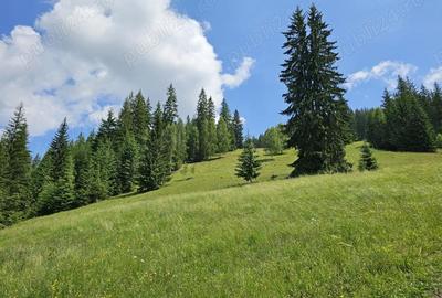 Teren de 36255 mp, în Breaza - 4