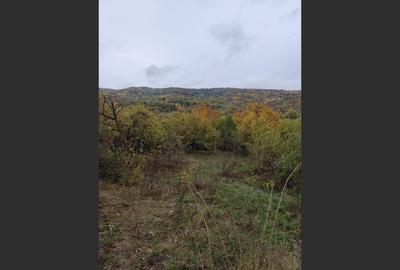 Casa Veche, Central Drajna de Jos 5000 mp Casa Veche, Central Drajna de Jos 5000 mp - 2