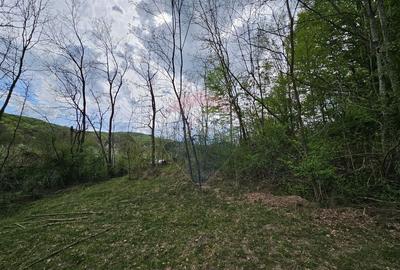 Teren superb, intravilan - la marginea padurii ! - 7