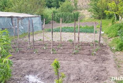 Casă în Orevița Mare - 3