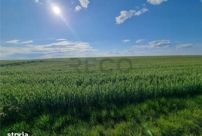 Teren de 6000 mp, în Aeroport - 1