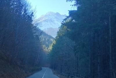 Vând pădure de pin,fag,molid și brad - 1