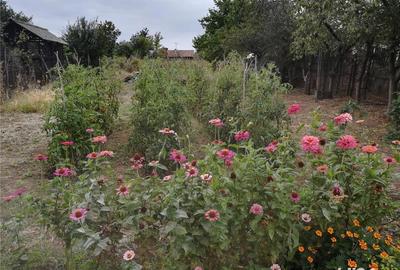 Casă cu 5 camere cu Teren 2800 Mp în Corabia - 8