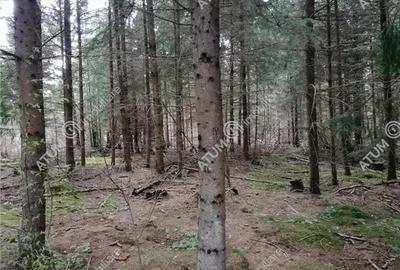 Teren intravilan de vanzare in Avrig zona Valea Avrigului - 1