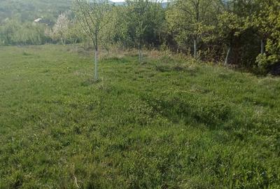 Teren de 7700 mp, în Dumbrăveni - 10