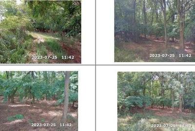 Teren padure, cota de 1/48 Horgesti, ID: R2325871 - 1