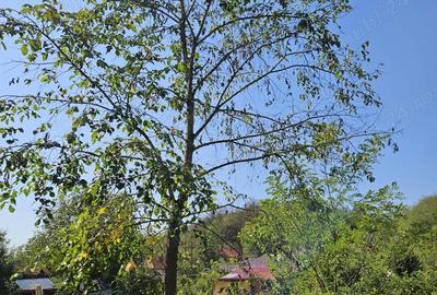 Teren de 2250 mp, în Smeura - 14