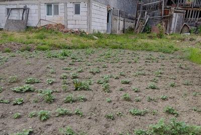 Casă cu 3 camere cu Teren 700 Mp în Gura Teghii - 4