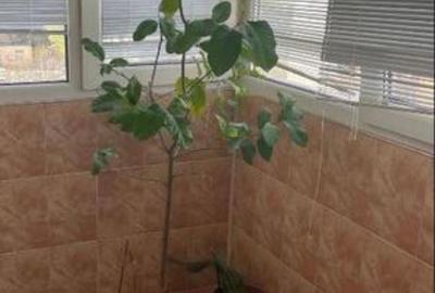 Apartament cu 3 camere decomandat în Rahova - 3