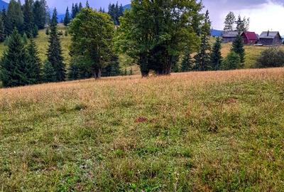 Teren Construcții intravilan de 2500 mp, în Piatra Fântânele - 4