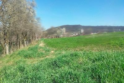 Teren de 3300 mp, în Râciu - 10