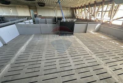 Ferma porcine la cheie - 10