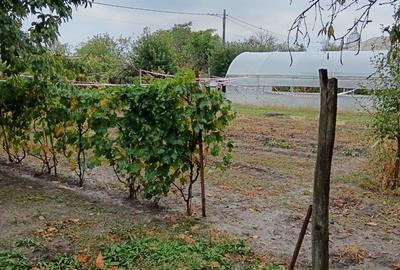 Sat Vartopu, oras Corabia, judetul Olt - 10