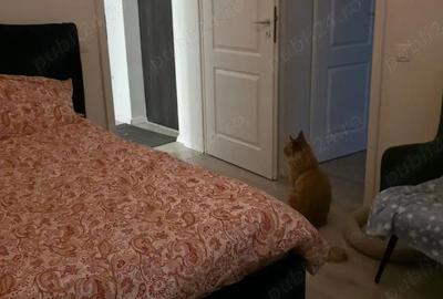 Apartament cu 4 camere decomandat, mobilat în Dumbrăvița - 2