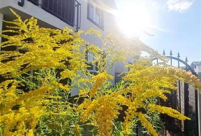 Confort si relaxare:casa noua,5 camere,curte si terasa amenajate,Izvor,Tarlungen - 28