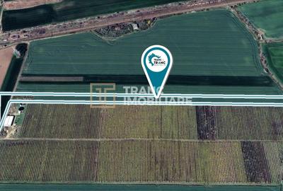 Teren agricol extravilan de 19443 mp, în Zimandu Nou - 3