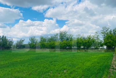 Casa pe parter, 2.753 mp teren, Marotinu de Sus - 9