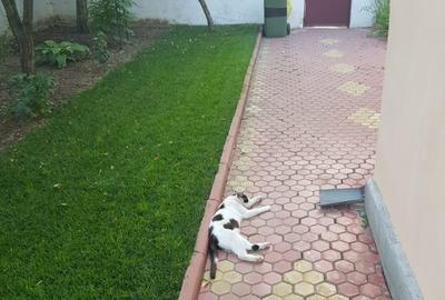 Casă cu 4 camere în Săbăreni - 3