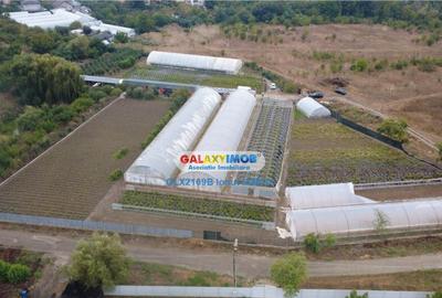 Solare Flori si Legume - Bujori - 2