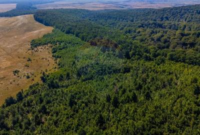 Teren de 6000 mp, în Crizbav - 4