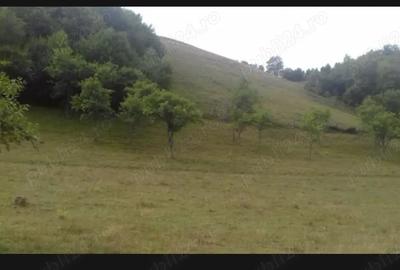 Casă cu 5 camere cu Teren 70000 Mp în Blăjeni - 2