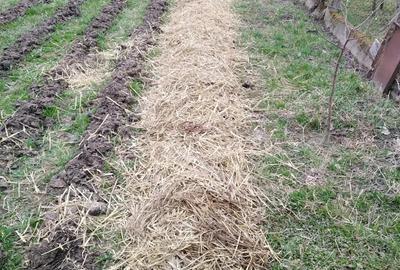 Casa 4 camere Petid,judetul Bihor - 5