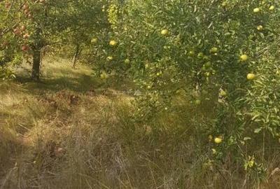 Teren de 2350 mp, în Izvorani - 12