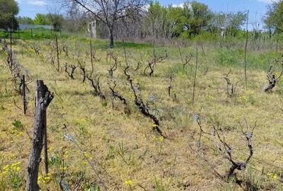 Schimb teren intravilan Filesti, 3.250 mp, cu apartament in Gala?i + diferen?a - 18