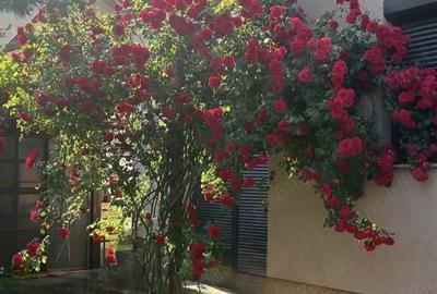 Casă cu 4 camere cu Teren 300 Mp în Lazu - 5