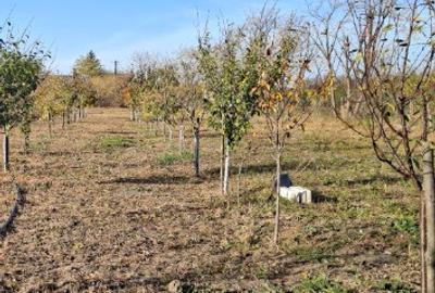 Teren intravilan 1565mp - 2