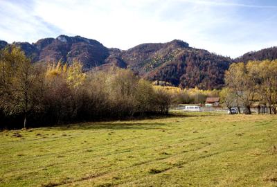 Teren Construcții intravilan de 2500 mp, în Tohănița - 11