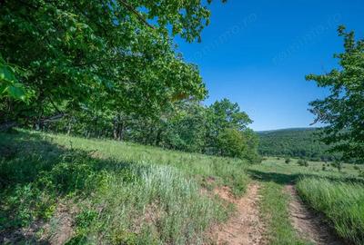 Padure de vanzare oportunitate de investi?ie - 5