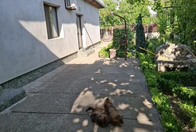 Casă cu Teren 800 Mp în Central - 3