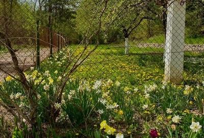 Teren pentru investitii 11.000 mp - 9